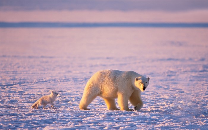 Polar bear and arctic fox on ice