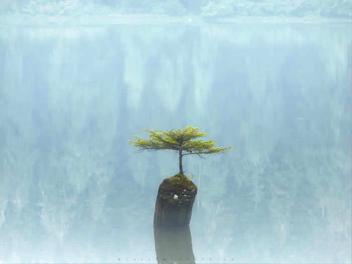 Tree growing on a stump in a calm lake
