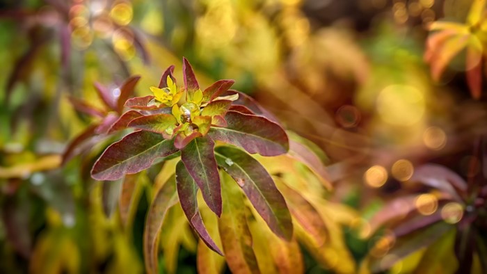 Close-up of a plant with water drops and bokeh
