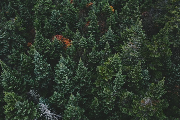 4K birds eye view of a dense pine forest