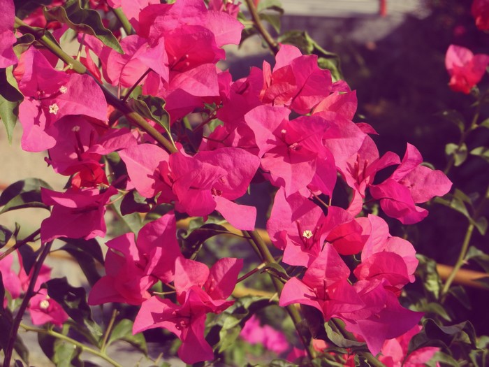 Pink Bougainvillea Flowers