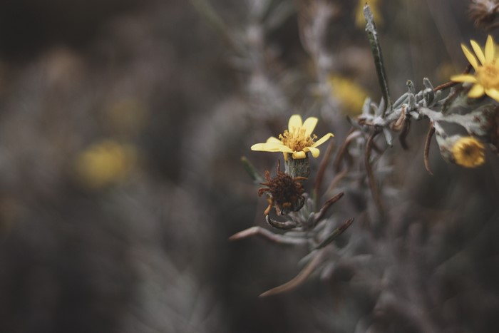 Yellow flowers and dried plant in bokeh