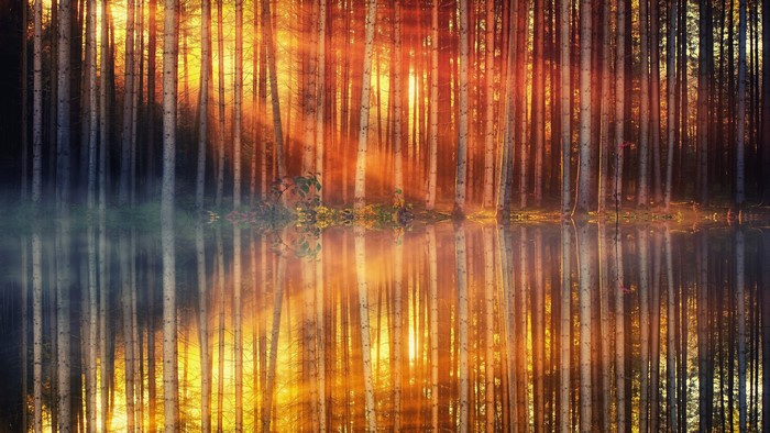 4K forest with sunset reflection on water