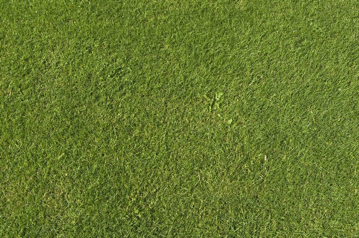 Green grass texture