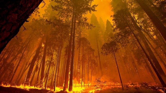 Wildfire in a forest with tall trees