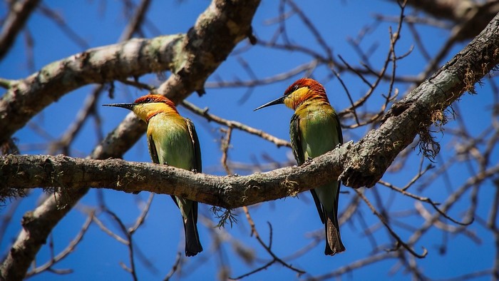 Two colorful birds perched on a tree branch
