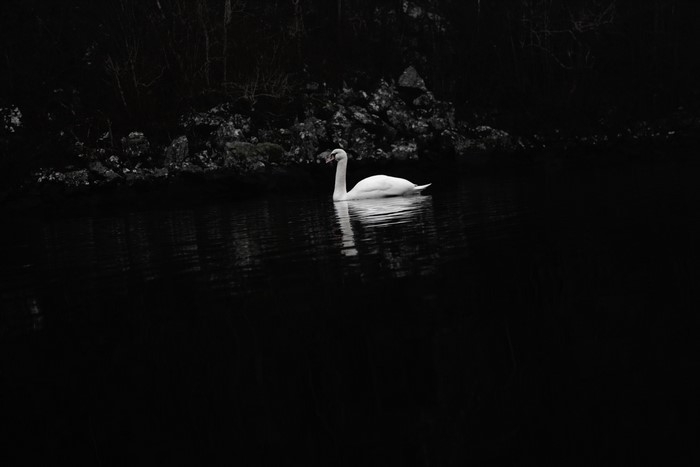 Swan swimming in dark water