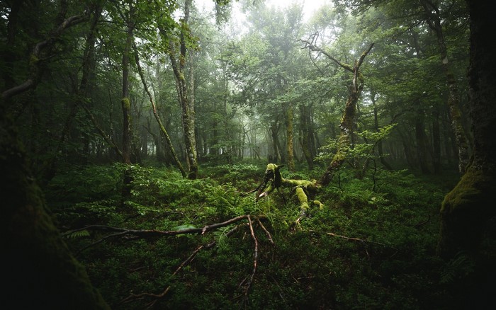 Misty forest with moss-covered trees and ferns