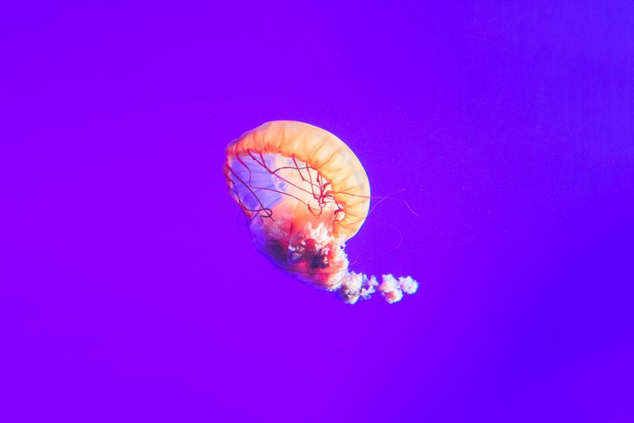 4K Jellyfish on Purple Background