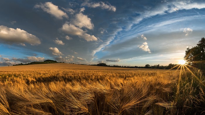 Golden wheat field under a dramatic sky