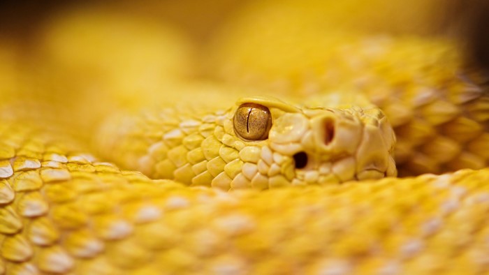 Close-up of a yellow rattlesnake's head and scales