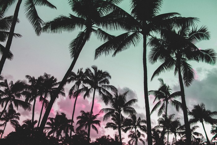 Silhouette of palm trees against a pink and teal sky