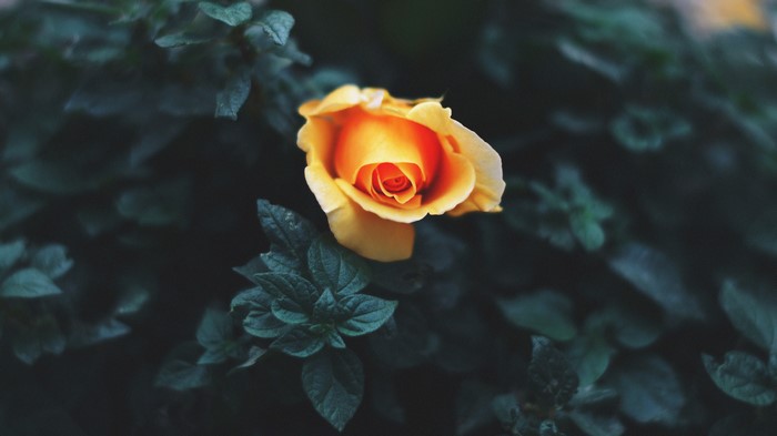 4K Yellow and Orange Rose Flower