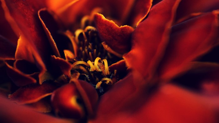 Macro view of red flower petals and stamen