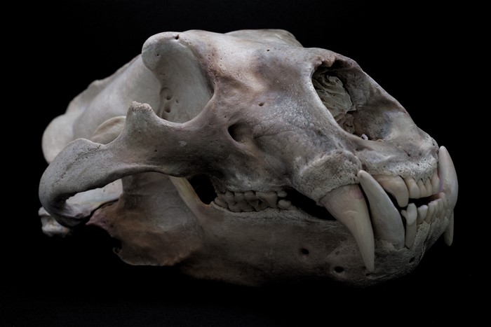 Polar bear skull with sharp teeth on black background