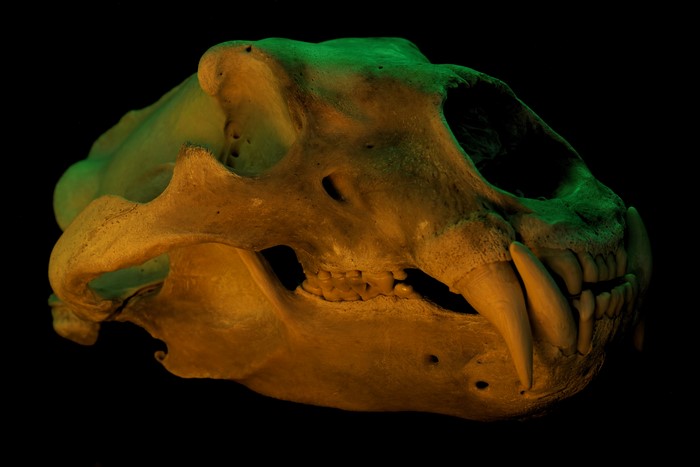 4K skull with yellow and green lighting