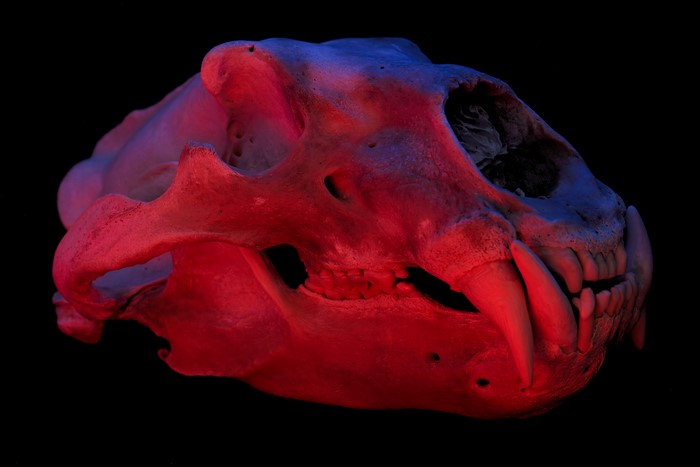4K colorful skull with red and blue lighting