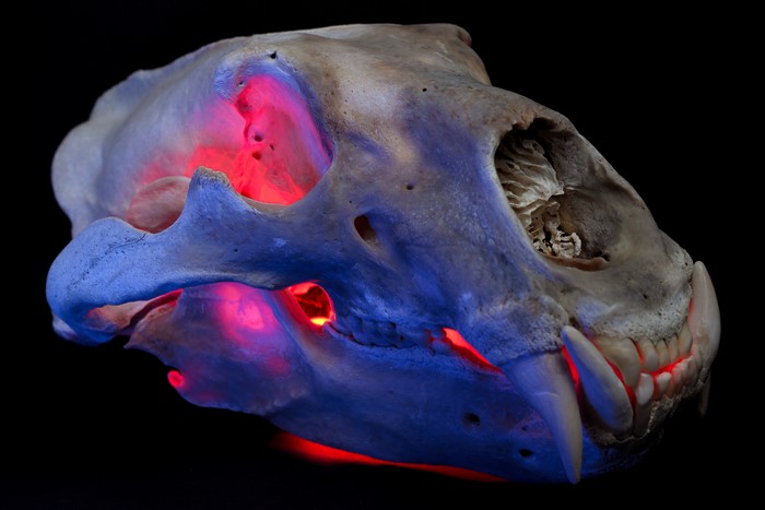 Polar bear skull with red and blue lighting