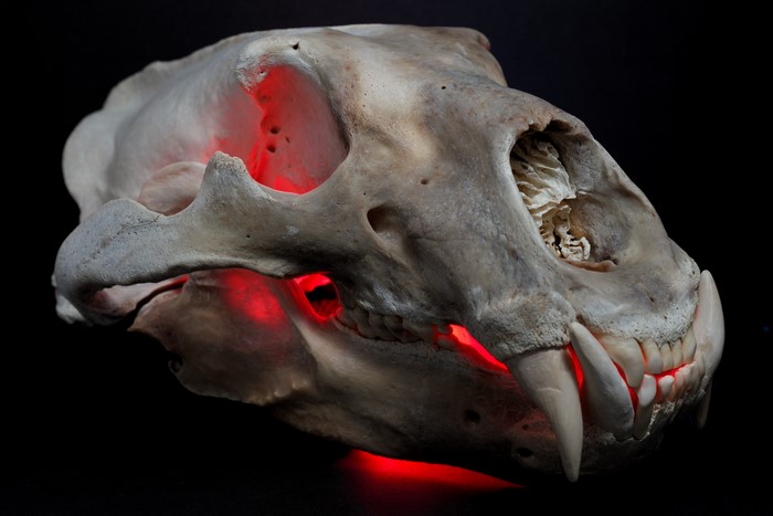 4K polar bear skull with red lighting