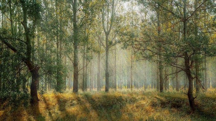 Sunlight filtering through a dense forest of tall trees