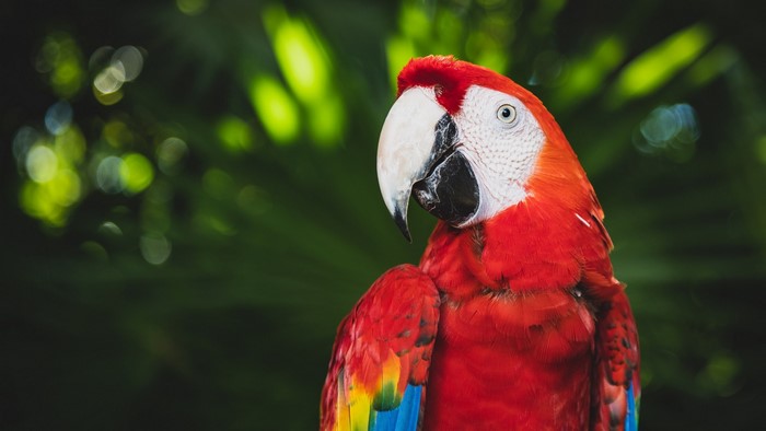 Scarlet Macaw parrot with colorful feathers