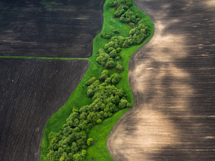 Aerial view of a winding green forest strip between two agricultural fields