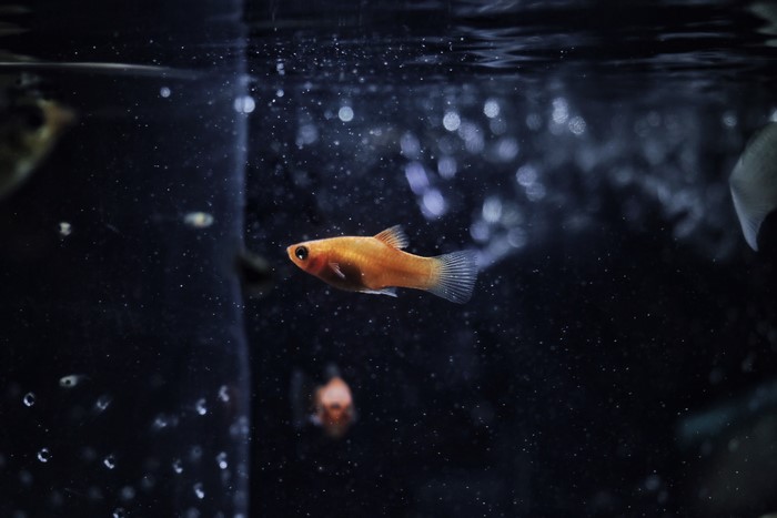 4K underwater fish and bubbles