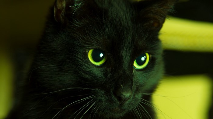 Close-up of a black cat with bright green eyes