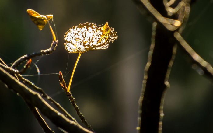 Backlit leaf with spiderwebs on branches