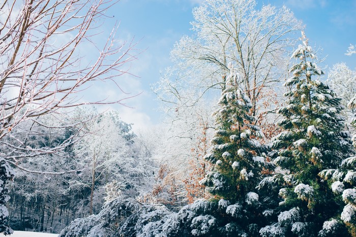 Snow covered trees in winter