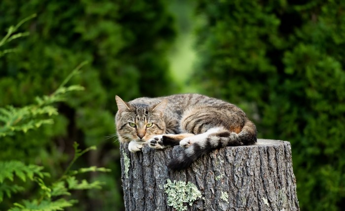 Tabby cat resting on a tree stump outdoors