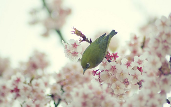 Green bird on a cherry blossom branch