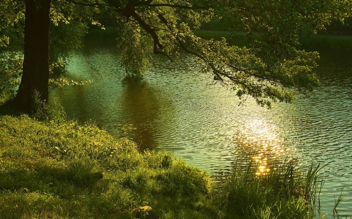 Sunlight reflecting on a rippling lake near a tree