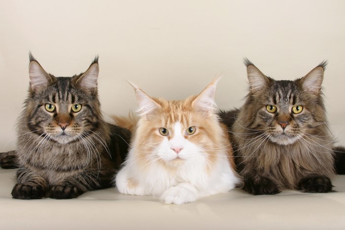 Three Maine Coon cats lying down indoors