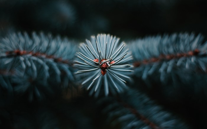 Close-up of a blue spruce branch with needles