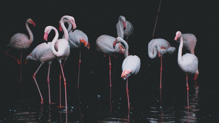 A group of flamingos standing in dark water
