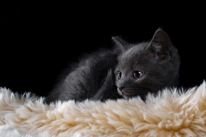A gray kitten on a fluffy carpet