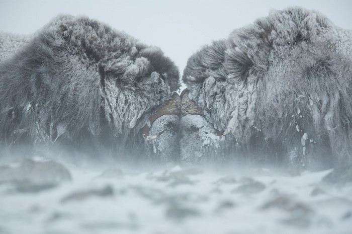 Two musk oxen in a snowy blizzard