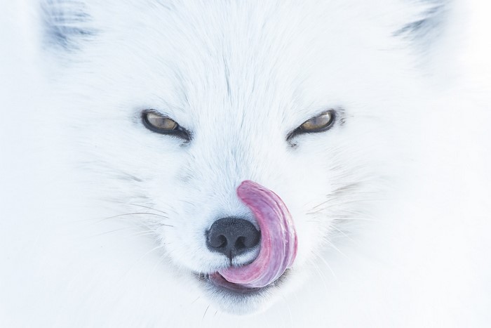 Arctic fox with tongue out, close-up