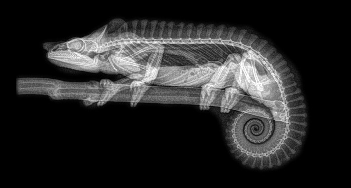 X-ray of a chameleon on a branch