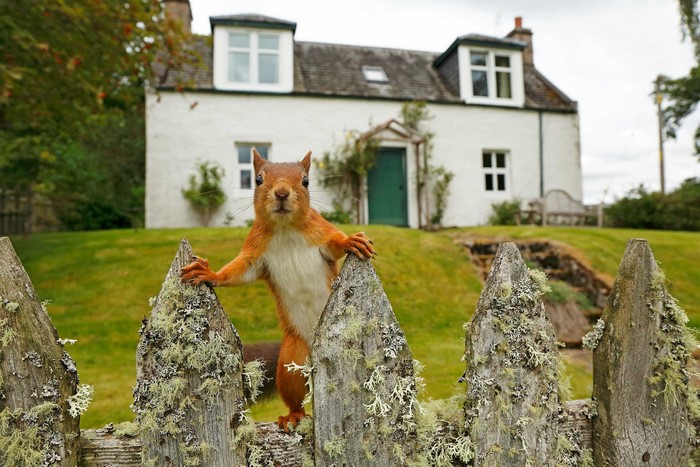 Squirrel on a mossy fence in front of a house