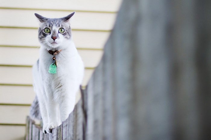 A cat with green eyes sitting on a fence