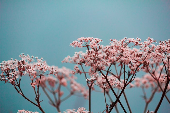 4K plants with pink flowers and blue sky