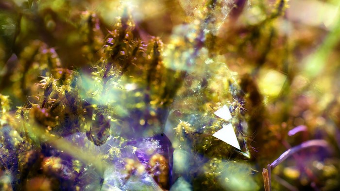 Macro view of moss and crystals with light overlays