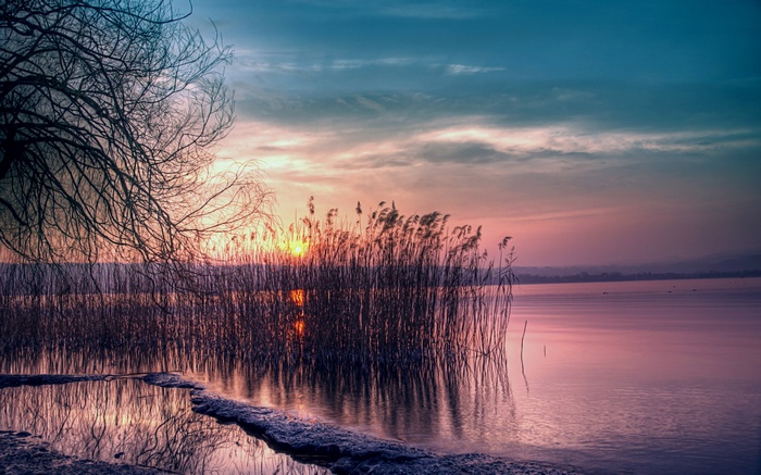 Sunset over a lake with reeds and a tree