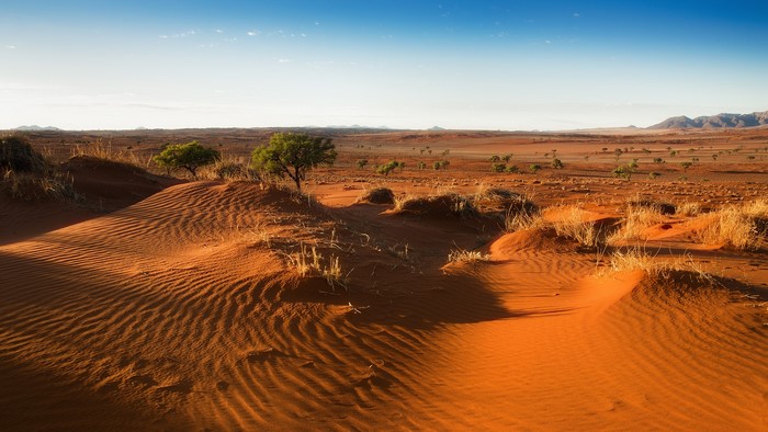Desert landscape with sand dunes and scattered trees