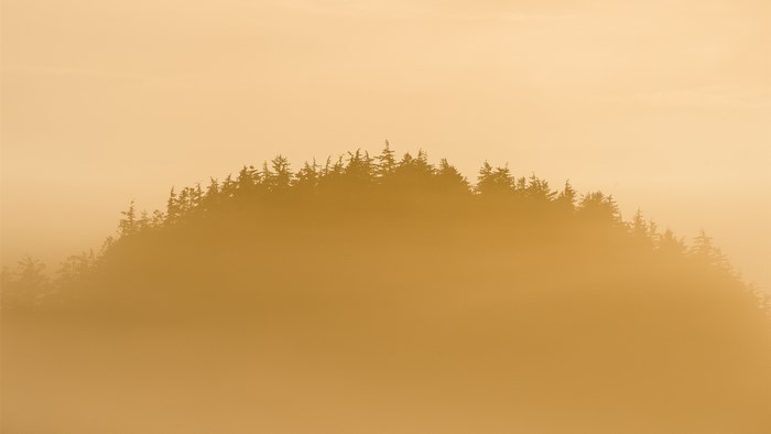 Forest trees in mist