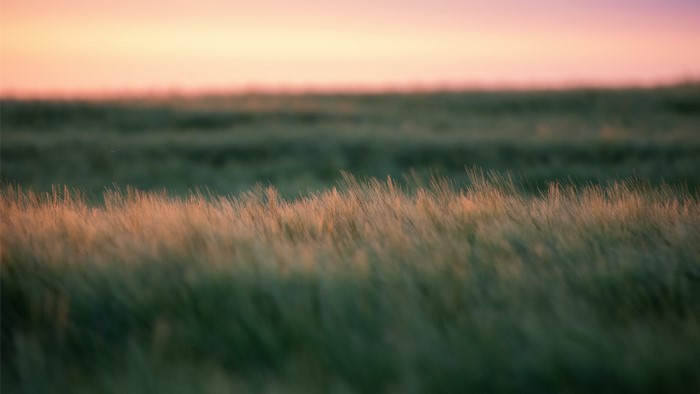 Field of grass at sunset