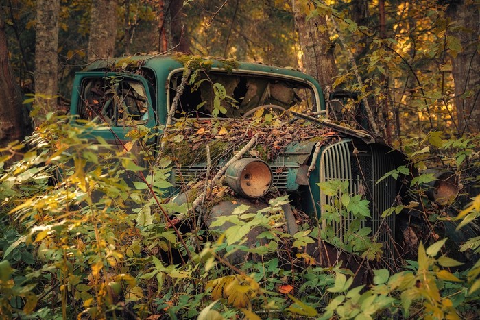 Abandoned green car overgrown with plants in a forest