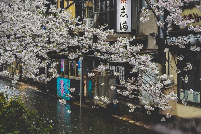 Cherry blossoms over a canal in Japan